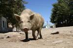 По монгольскому посёлку свободно гуляют свиньи, но ни баранов, ни другого скота здесь больше не встретить- они пасутся вдалеке от крупных поселений.